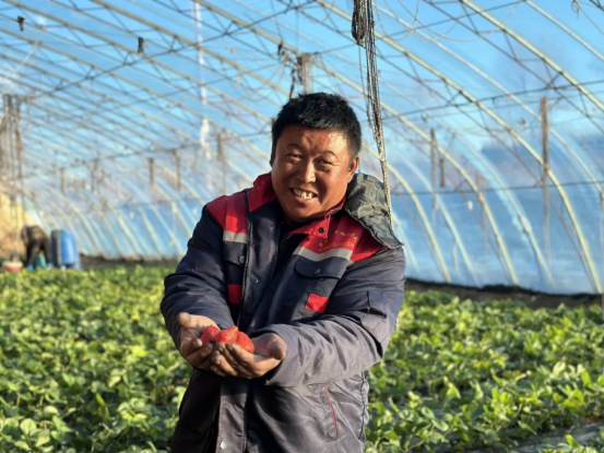 冬天的第一口甜 十二吐乡草莓“C位”登场！