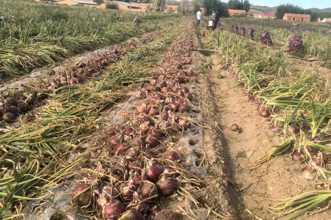 林西县统部镇：圆葱产业绘就乡村振兴新画卷