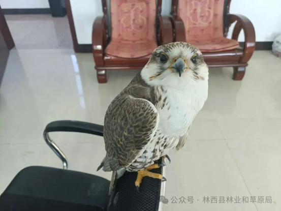 暖心救助！林西林草局成功救助国家一级保护动物猎隼亚成体